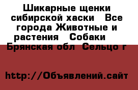 Шикарные щенки сибирской хаски - Все города Животные и растения » Собаки   . Брянская обл.,Сельцо г.